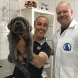 Cane corso puppies for sale Kennel club registered 