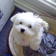 Westie puppies for sale male and female 