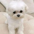 Westie puppies for sale male and female 
