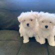 Westie puppies for sale male and female 
