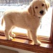 Golden Retriever puppies ready for adoption 