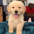 Golden Retriever puppies ready for adoption 