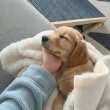 Golden Retriever puppies ready for adoption 