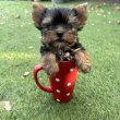 Pestmegyében Yorkshire terrier kiskutyák 