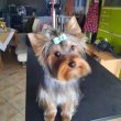Pestmegyében Yorkshire terrier kiskutyák 