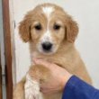 Golden retriever kiskutya