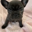 szép francia bulldog kölykök eladásra készen