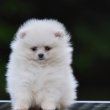 Pomerániai Boo – gyönyörű kölykök