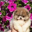 Pomerániai Boo – gyönyörű kölykök