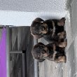 Tacsik