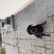 Barátságos Rottweiler szuka ingyen elvihető!