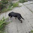 Barátságos Rottweiler szuka ingyen elvihető!