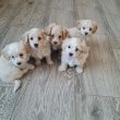Maltipoo kiskutyák