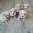 Maltipoo kiskutyák