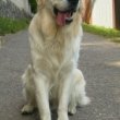 Golden Retriever kiskutyák