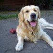 Golden Retriever kiskutyák