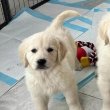 Golden Retriever kiskutyák