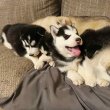 Szibériai Husky kölykök