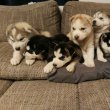 Szibériai Husky kölykök