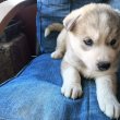 Szibériai Husky kölykök