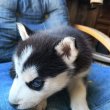 Szibériai Husky kölykök