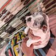 Francia bulldog kiskutyák eladók!
