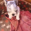 Francia bulldog kiskutyák eladók!