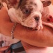Francia bulldog kiskutyák eladók!