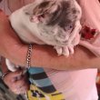 Francia bulldog kiskutyák eladók!