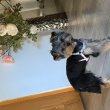 Yorkshire terrier kiskutya
