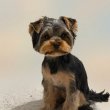 Yorkshire terrier kiskutya