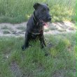 schnauzer-cane corso