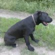 schnauzer-cane corso