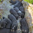 Staffordshire terrier