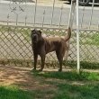 Fiatal Shar-pei szuka