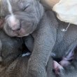 Staffordshire terrier kölykök