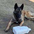Belga Juhászkutya Malinois 