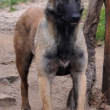 Belga Juhászkutya Malinois 
