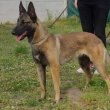 Belga Juhászkutya Malinois 