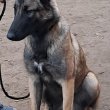 Belga Juhászkutya Malinois 