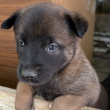 Fajtatiszta Belga juhász kölykök (Malinois)