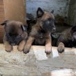 Fajtatiszta Belga juhász kölykök (Malinois)