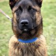 Fajtatiszta Belga juhász kölykök (Malinois)