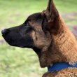 Fajtatiszta Belga juhász kölykök (Malinois)