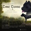 Cane Corso Kölykök