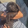 Cane Corso Kölykök