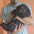 Cane Corso Kölykök