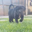 Cane Corso Kölykök