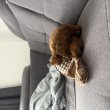 Törpe uszkár fajta tiszta jellegű kislány