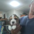 Beagle – Gyönyörű kölykök
